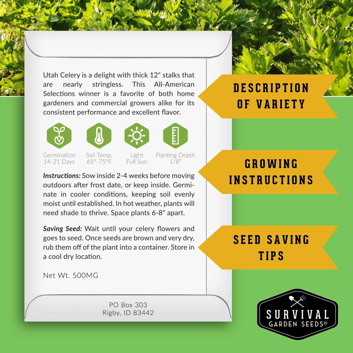 An informational graphic for Utah Celery by Survival Garden Seeds, featuring a white card with text and icons about variety description, growing instructions, and seed saving tips, set against a green background with yellow callout arrows.
