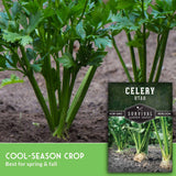 Celery plants growing in soil, with a seed packet labeled 'Celery Utah Survival Garden Seeds' shown in the lower right and text reading 'Cool-Season Crop Best for spring & fall' on a green banner at the bottom.