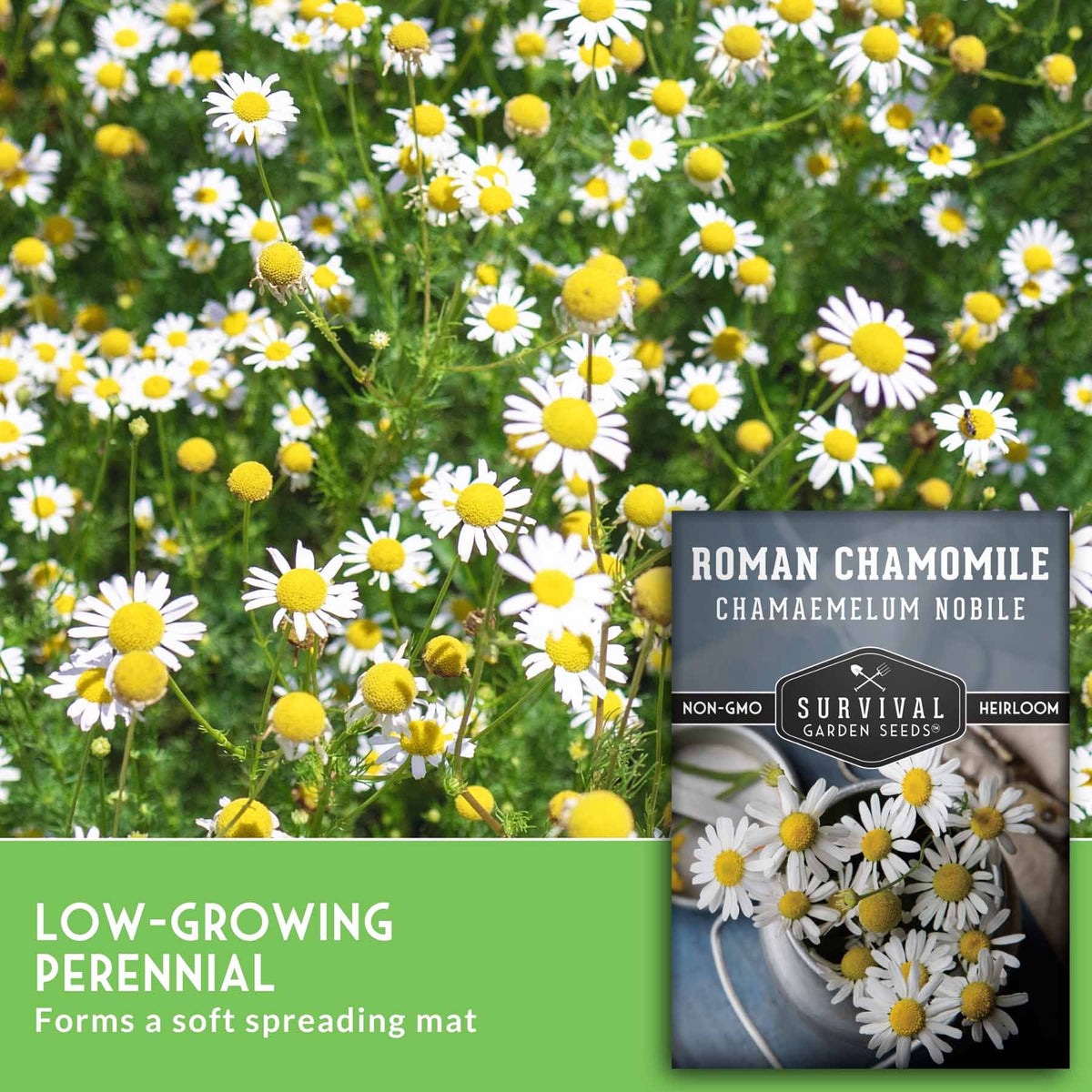 Chamomile flowers with text that says Low Growing Perennial