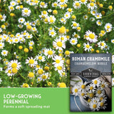 Chamomile flowers with text that says Low Growing Perennial