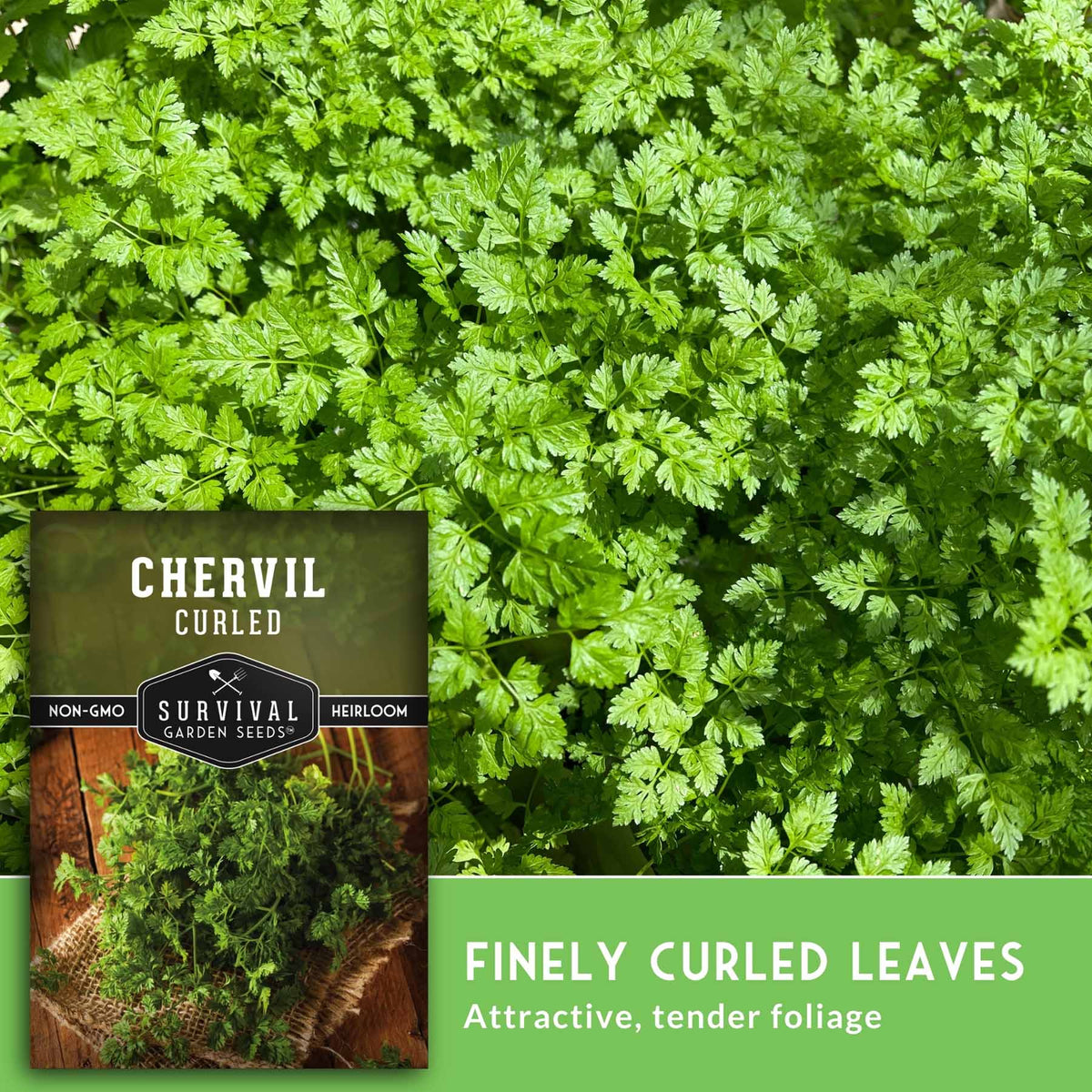 Chervil curled seed packet shown over a close-up photo of lush green chervil foliage, with text reading 'FINELY CURLED LEAVES' and 'Attractive, tender foliage.'.