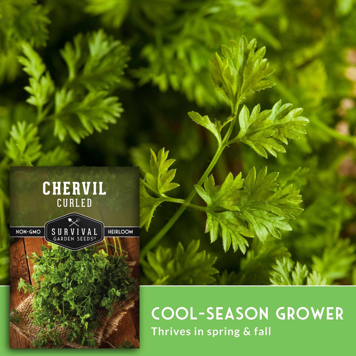 Chervil curled seed packet shown over a close-up photo of fresh green chervil leaves, with text reading 'Chervil Curled' and 'Cool-Season Grower' from Survival Garden Seeds.