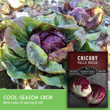 Chicory Palla Rossa seed packet shown next to a large photo of a mature cabbage head in a garden. The packet reads 'CHICORY PALLA ROSSA' and 'Survival Garden Seeds.