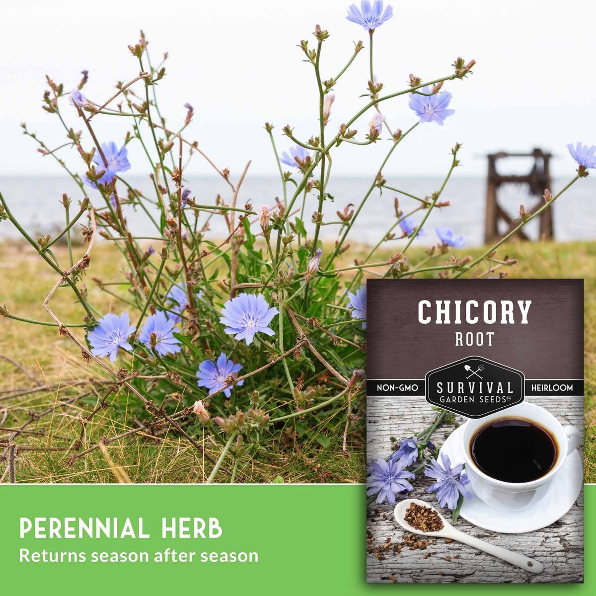 Chicory root herb seed package shown over a photo of wild chicory plants with small blue-purple flowers growing outdoors near water. The package reads 'CHICORY ROOT' and 'Survival Garden Seeds,' with a green banner at the bottom that says 'PERENNIAL HERB Returns season after season.