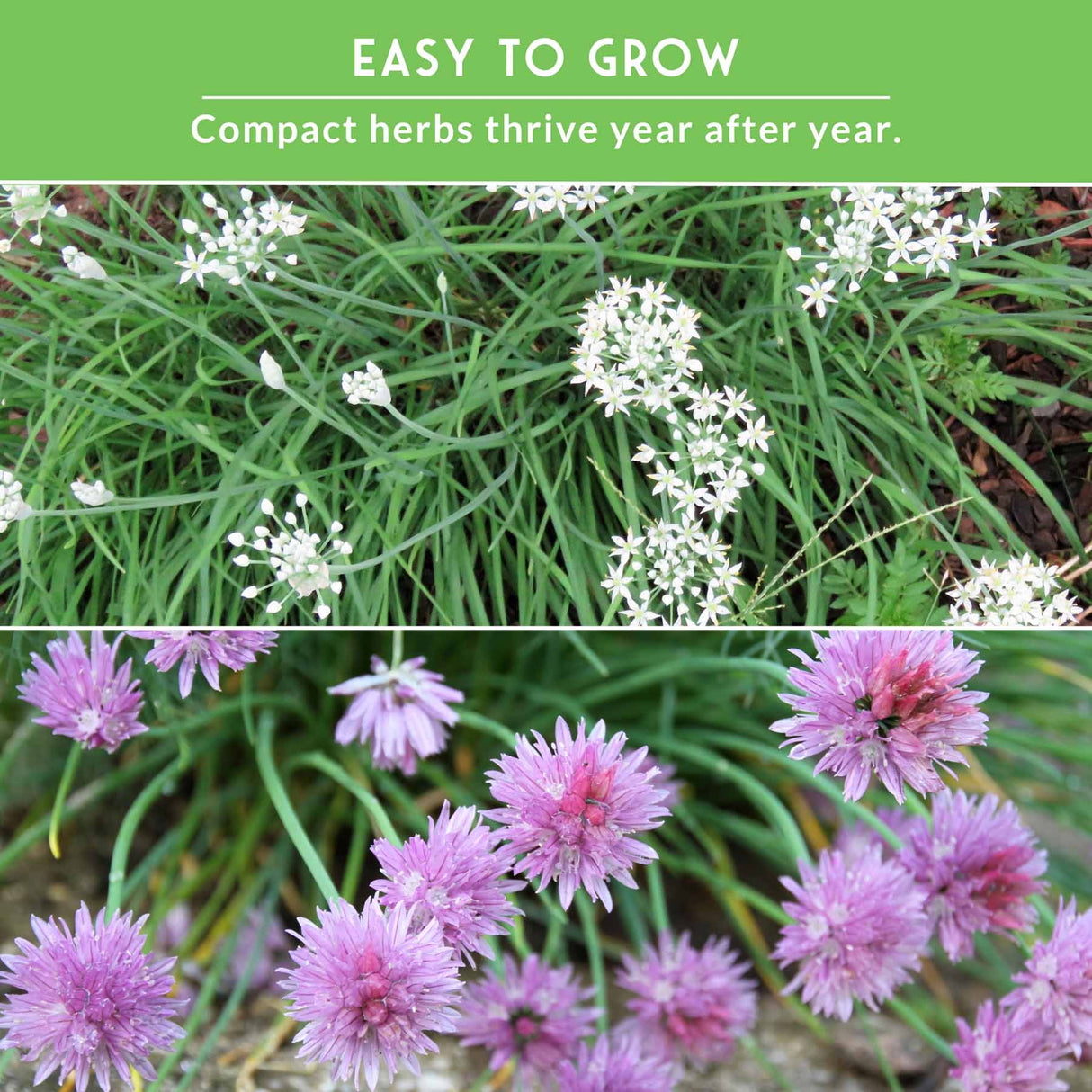 Herbs with green leaves and white flowers, and pink flowers on a green background.