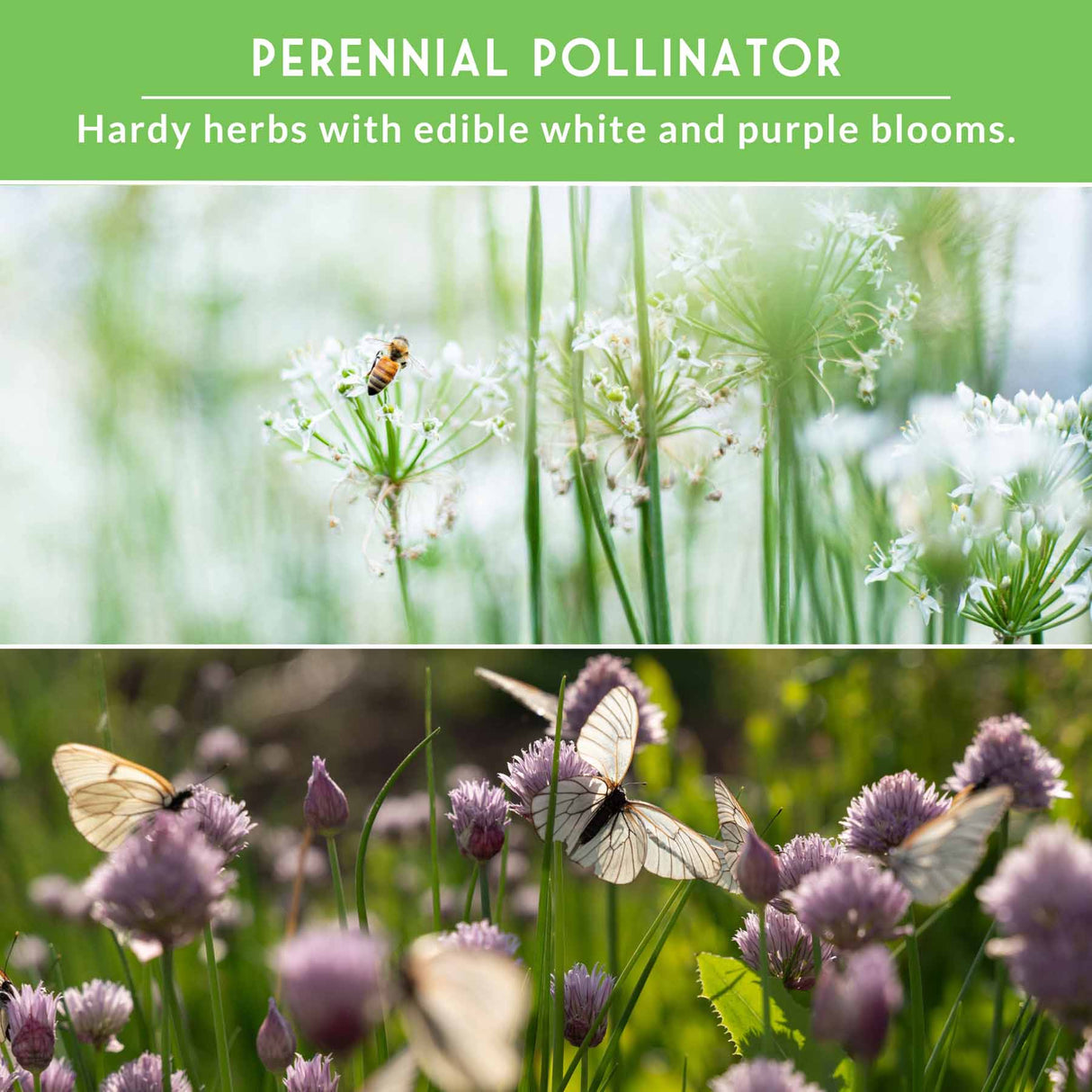 Perennial pollinator herbs with white and purple blooms, featuring a bee and butterflies.