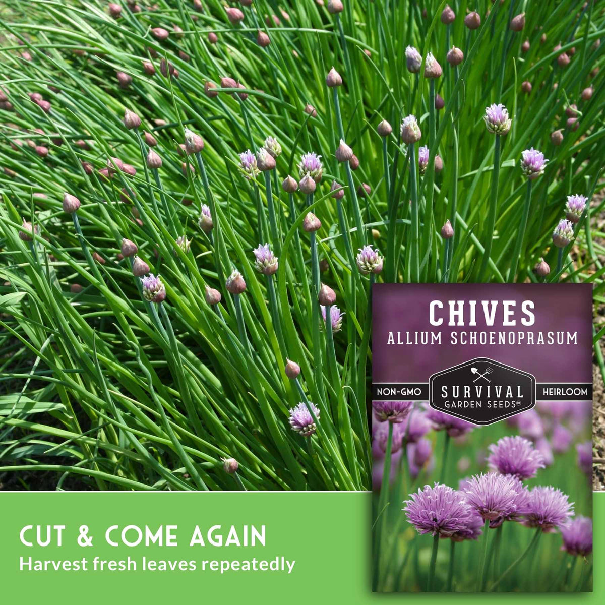 Chive plant with many green leaves and small pink-purple flower buds, shown outdoors with a seed packet labeled 'Chives Allium Schoenoprasum' and text reading 'Cut & Come Again' and 'Harvest fresh leaves repeatedly.'.