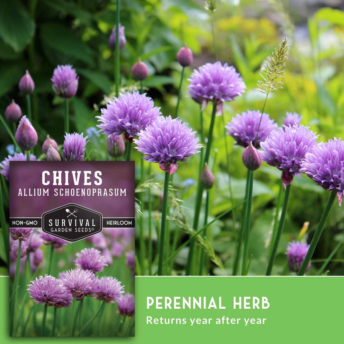 Chive seed packet shown over a garden photo of blooming purple chive flowers, with text reading 'CHIVES', 'ALLIUM SCHOENOPRASUM', 'PERENNIAL HERB', and 'Returns year after year'.