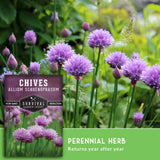 Chive seed packet shown over a garden photo of blooming purple chive flowers, with text reading 'CHIVES', 'ALLIUM SCHOENOPRASUM', 'PERENNIAL HERB', and 'Returns year after year'.