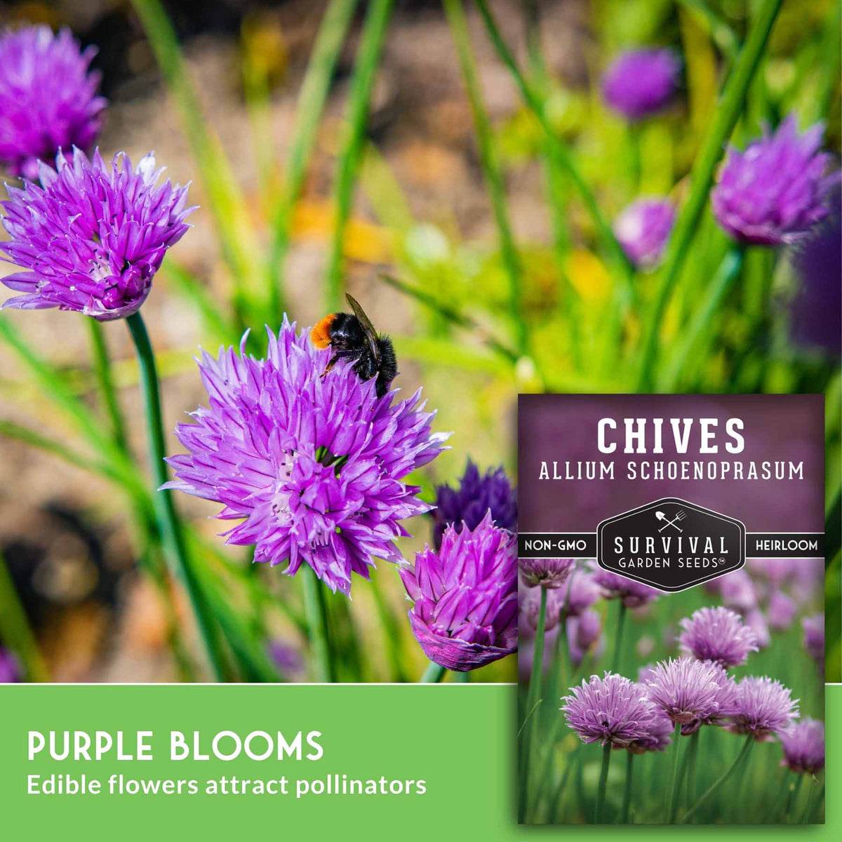 Chive seed packet label and inset photo showing purple chive flowers with green stems in a garden, plus text reading 'Purple Blooms' and 'Edible flowers attract pollinators.'.
