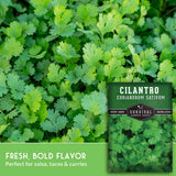 Fresh green cilantro leaves filling the frame, with a seed packet overlay labeled 'Cilantro Coriandrum Sativum' and text reading 'Fresh, Bold Flavor' and 'Perfect for salsa, tacos & curries.'.