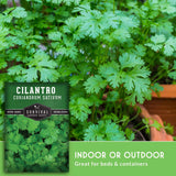 A seed packet for cilantro (Coriandrum sativum) by Survival Garden Seeds is shown in front of a lush, green cilantro plant growing outdoors in a terracotta pot. The packet features a dark green background with white and black text, and the image includes a green banner at the bottom that reads 'INDOOR OR OUTDOOR Great for beds & containers'.