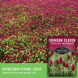 Seed packet for Survival Garden Seeds Crimson Clover (Trifolium Incarnatum) shown over a photo of a dense field of blooming pink-red clover. The packet includes text noting it is a nitrogen-fixing crop and non-GMO.