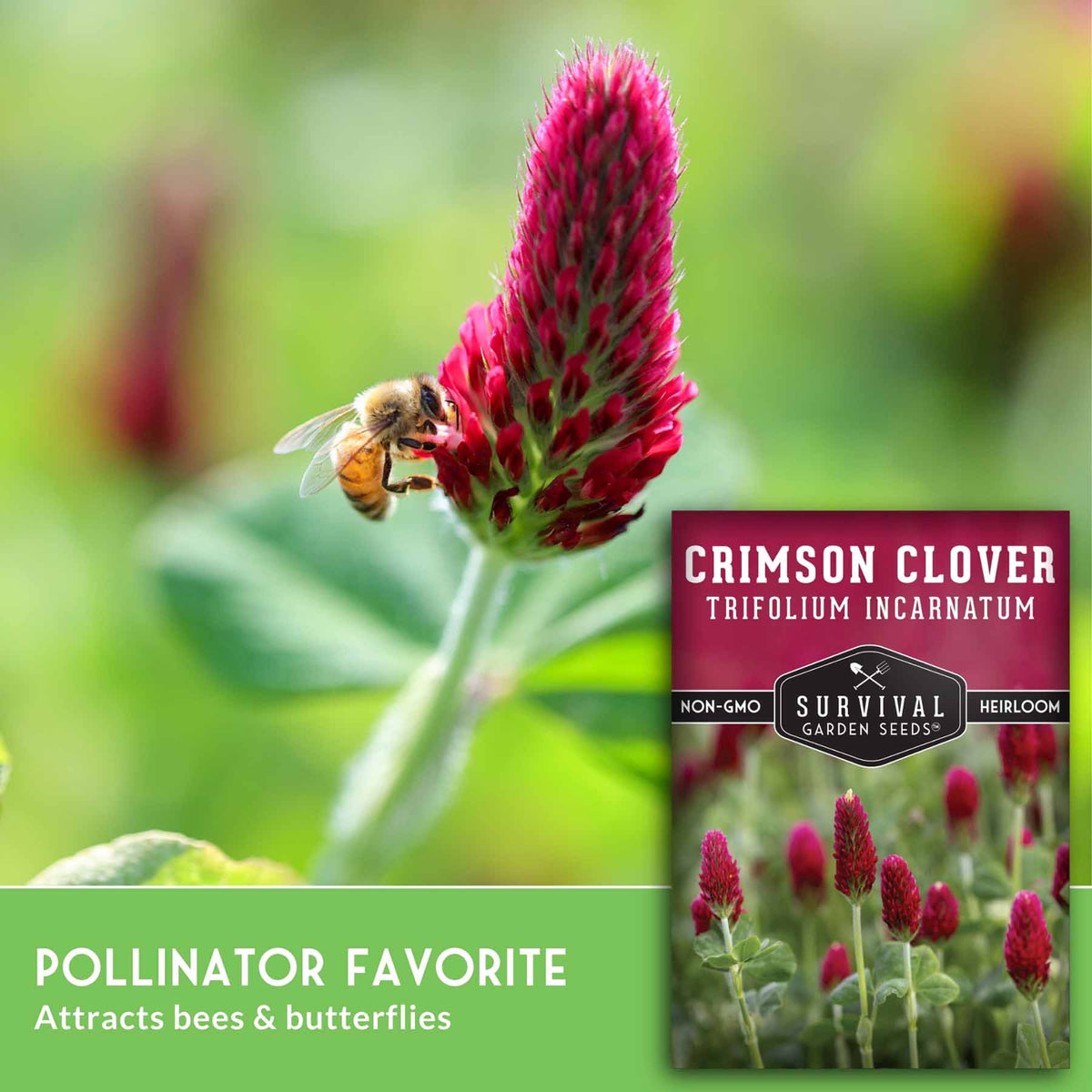 A close-up photo of a bee pollinating a bright crimson clover flower, with a seed packet overlay reading 'Crimson Clover Trifolium Incarnatum' and marketing text 'Pollinator Favorite Attracts bees & butterflies.'.