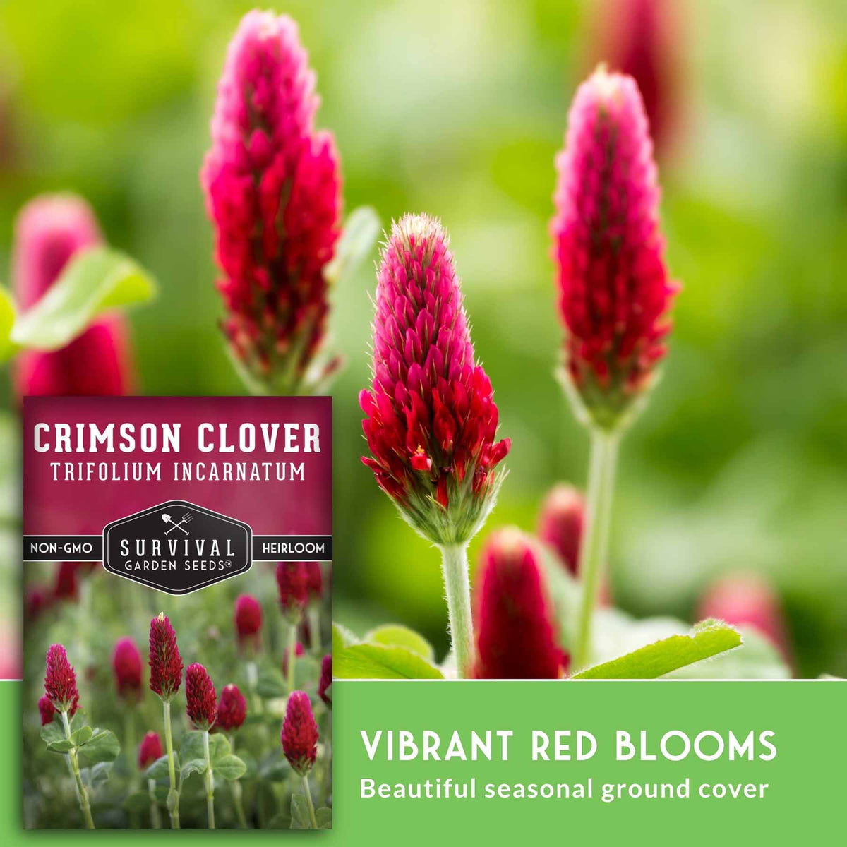 Seed packet for Survival Garden Seeds Crimson Clover (Trifolium Incarnatum) shown next to a close-up photo of vibrant red clover flowers in a green garden setting.
