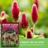 Seed packet for Survival Garden Seeds Crimson Clover (Trifolium Incarnatum) shown next to a close-up photo of vibrant red clover flowers in a green garden setting.