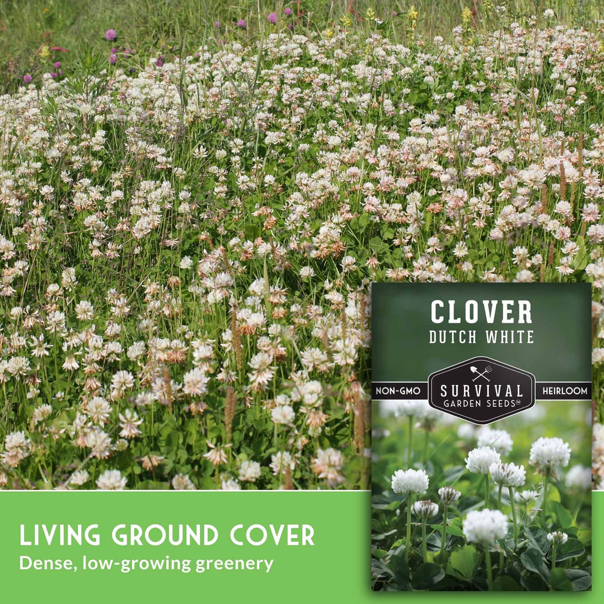A seed packet for Survival Garden Seeds Clover Dutch White is shown over a photo of a dense field of blooming white clover. The packet includes a green banner at the bottom that reads 'LIVING GROUND COVER' and 'Dense, low-growing greenery'.