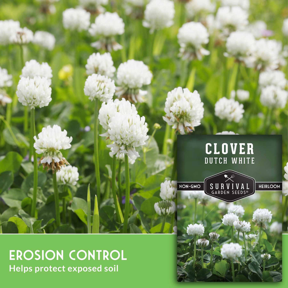 Seed packet for Clover Dutch White heirloom seeds, shown over a photo of white clover flowers in a green field. Text on the image highlights erosion control benefits.