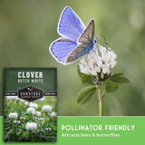 Seed packet for Survival Garden Seeds Clover Dutch White shown beside a real clover plant with white flowers and a blue butterfly on a blurred green background. Text on the banner says Pollinator Friendly, Attracts bees & butterflies.