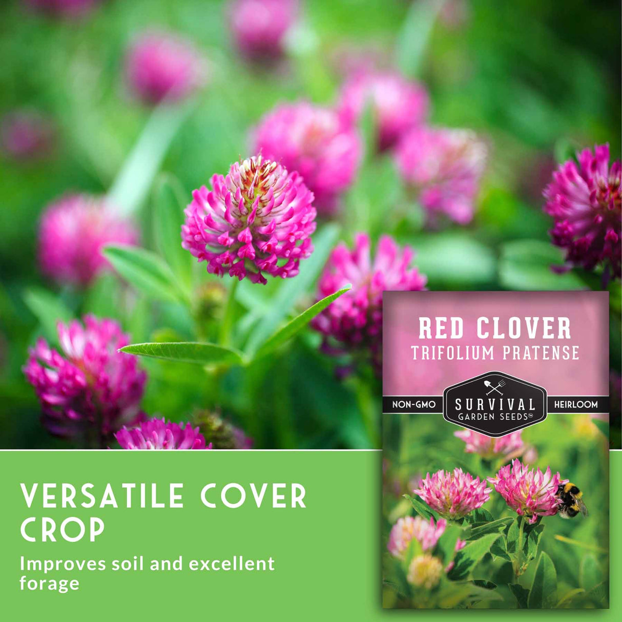 Red clover flowers with a label for Survival Garden Seeds on a green background
