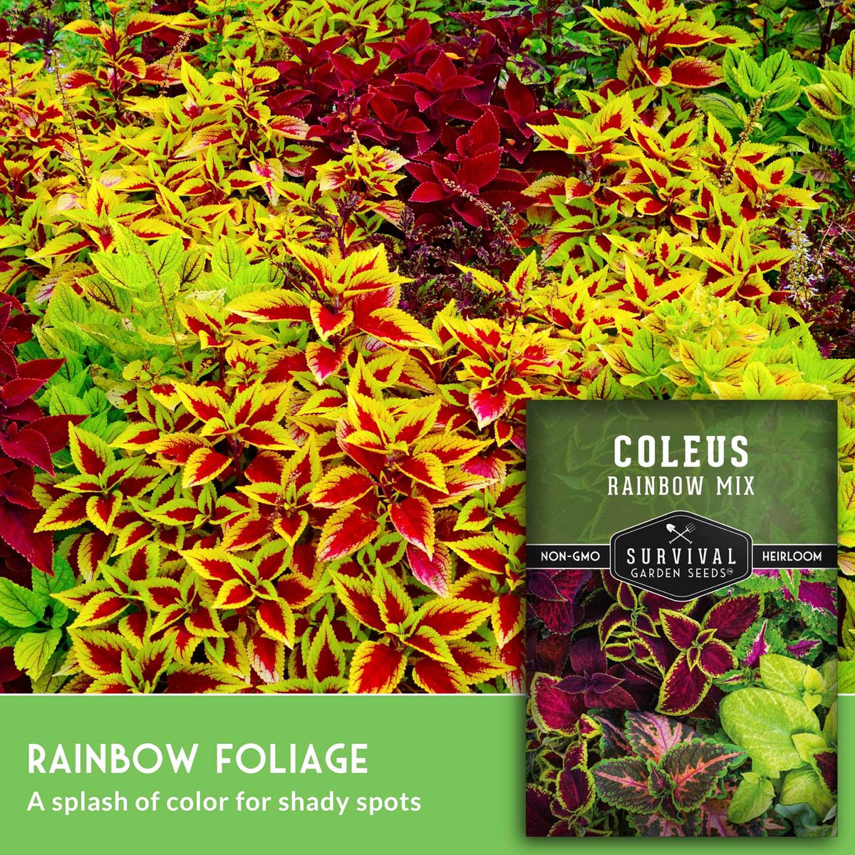 A seed packet labeled 'COLEUS RAINBOW MIX' by Survival Garden Seeds, shown over a close-up photo of colorful coleus foliage with red, yellow, and green leaves. Text at the bottom reads 'RAINBOW FOLIAGE' and 'A splash of color for shady spots.