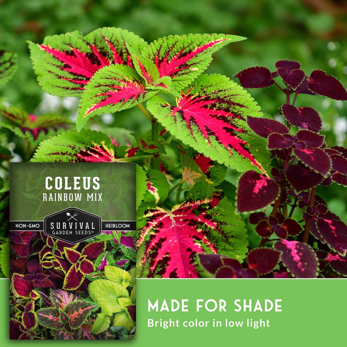 Coleus rainbow mix seed packet shown over a close-up photo of colorful coleus leaves in green, pink, and burgundy, with text reading 'MADE FOR SHADE' and 'Bright color in low light.'.