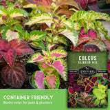 Coleus rainbow mix seed packet shown over a close-up photo of variegated coleus leaves in green, pink, and burgundy, with text reading 'COLEUS RAINBOW MIX' and 'CONTAINER FRIENDLY'.