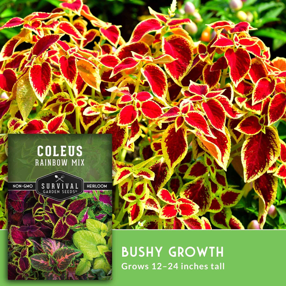 Coleus rainbow mix seed packet shown over a close-up photo of vibrant red, yellow, and green coleus leaves, with text reading 'COLEUS RAINBOW MIX' and 'BUSHY GROWTH Grows 12-24 inches tall.'.