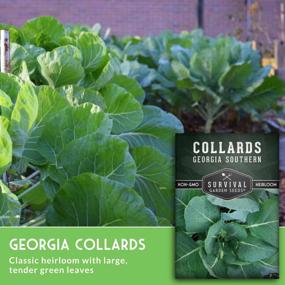 Collard greens plants in garden with seed packet