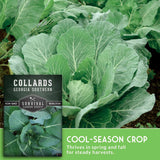 Collard greens in garden with text that says cool season crop and seed packet