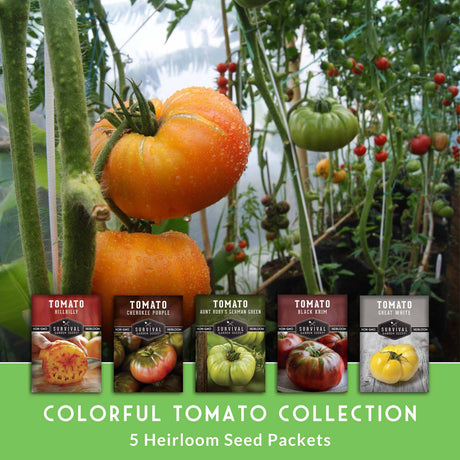 Colorful tomato collection with seed packets in a garden setting