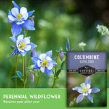 Blue and white columbine wildflower seeds with a product label for 'Columbine Aquilegia' on a green blurred natural background.