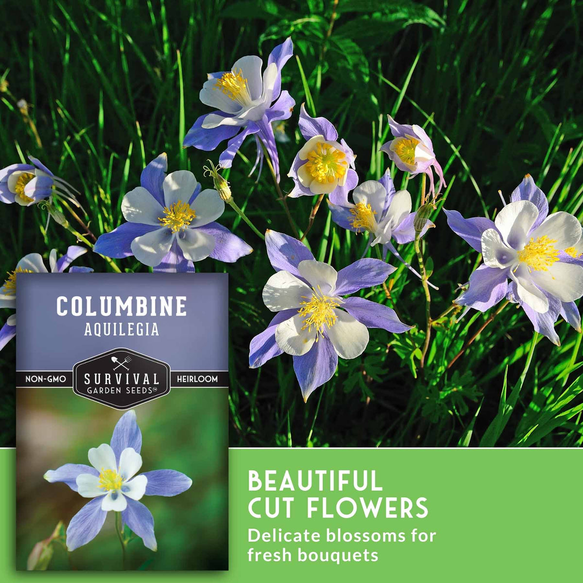 Seed packet for columbine aquilegia cut flowers shown over a photo of blue-and-white flowers with yellow centers in green grass, with text reading 'Columbine Aquilegia' and 'Beautiful Cut Flowers'.
