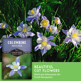 Seed packet for columbine aquilegia cut flowers shown over a photo of blue-and-white flowers with yellow centers in green grass, with text reading 'Columbine Aquilegia' and 'Beautiful Cut Flowers'.