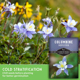 Floral seed packet cover for Columbine Aquilegia cold stratification seeds, showing several blue-and-white columbine flowers in a blurred garden setting with green foliage and yellow wildflowers. Text at the bottom reads 'COLD STRATIFICATION' and the packet label shows 'COLUMBINE AQUILEGIA' and 'Survival Garden Seeds'.