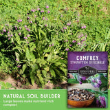 A garden photo showing green plants with small purple flowers growing in soil, with a product label overlay reading 'COMFREY SYMPHYTUM OFFICINALE' and text that says 'Natural Soil Builder' and 'Large leaves make nutrient-rich compost.'.