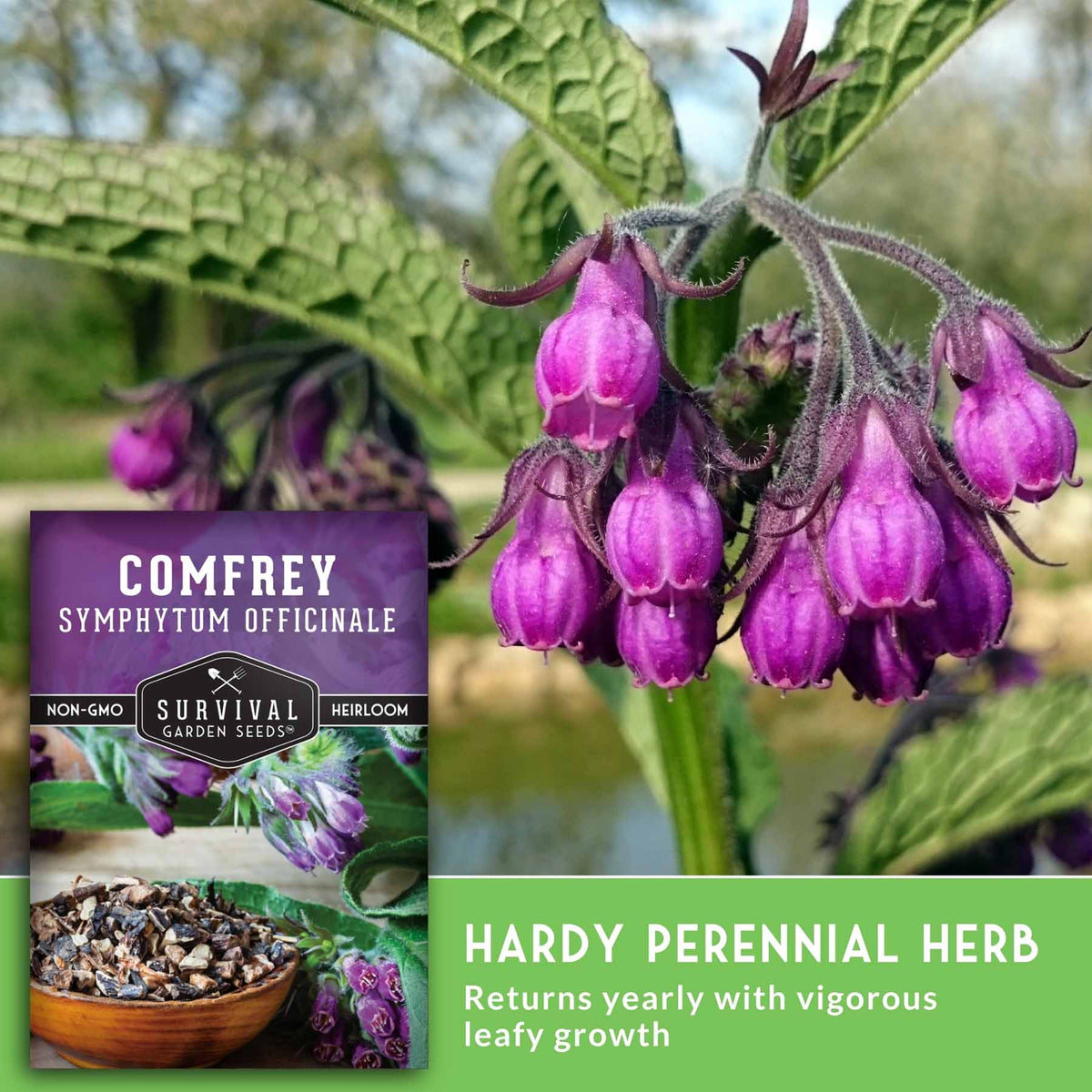 Composite product graphic for Comfrey Symphytum Officinale seeds. A close-up photo shows purple bell-shaped flowers on a leafy green plant outdoors.