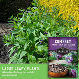A live Comfrey Symphytum Officinale herb plant with abundant green foliage and small purple flowers, shown outdoors next to its purple and white Survival Garden Seeds product box. A green banner at the bottom reads 'LARGE LEAFY PLANTS Abundant foliage for mulch and compost'.