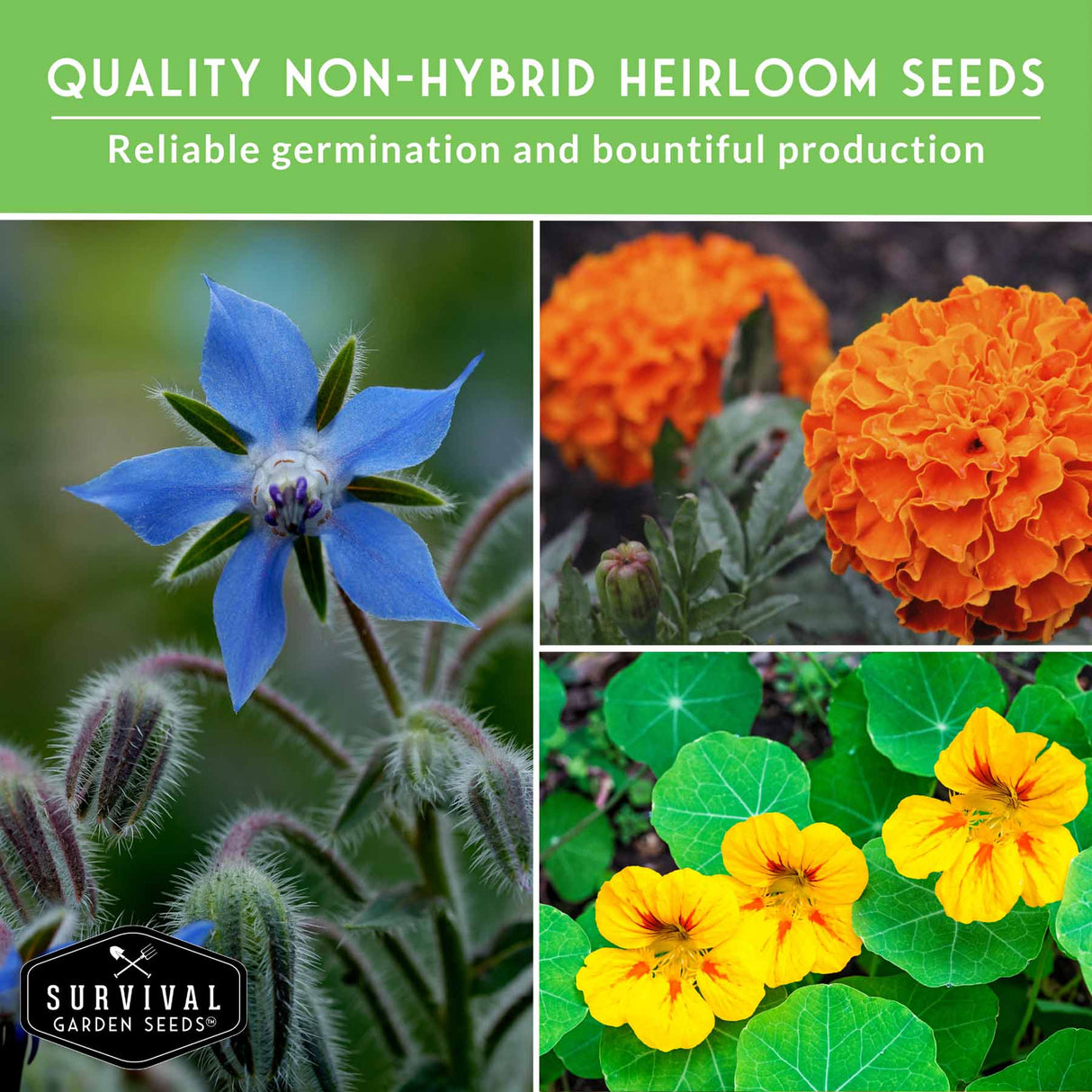 Promotional image for Survival Garden Seeds featuring non-hybrid heirloom seeds with images of blue borage, orange marigolds, and yellow nasturtiums.