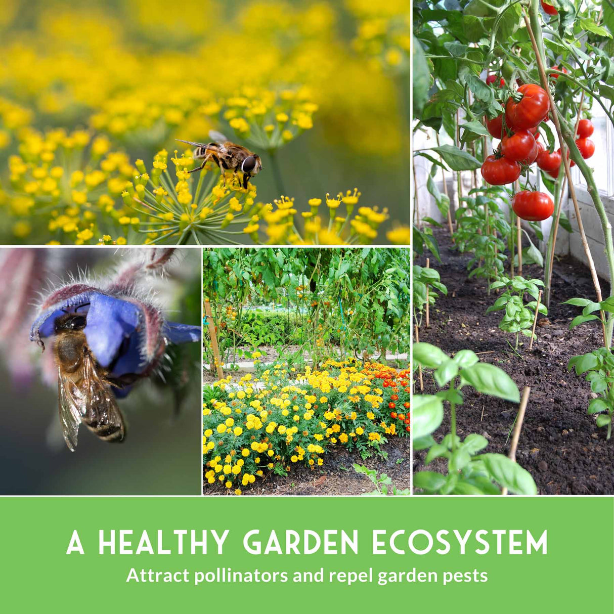 Collage of garden scenes with flowers, tomatoes, and bees, promoting a healthy garden ecosystem.