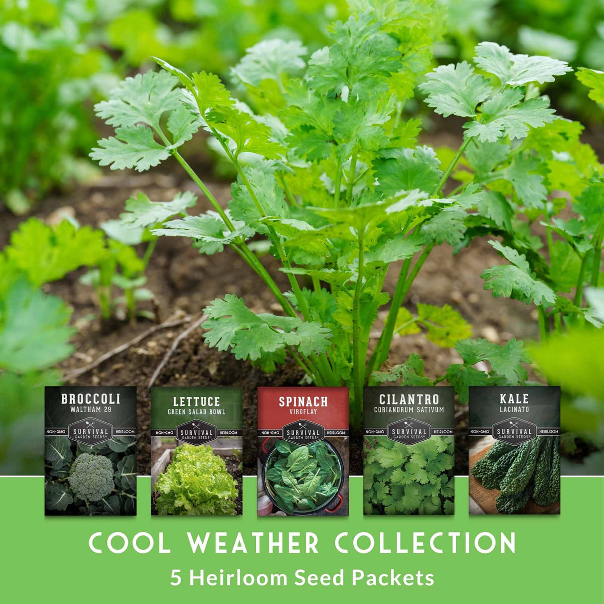 Heirloom seed packets for cool weather vegetables with a green plant in the background.