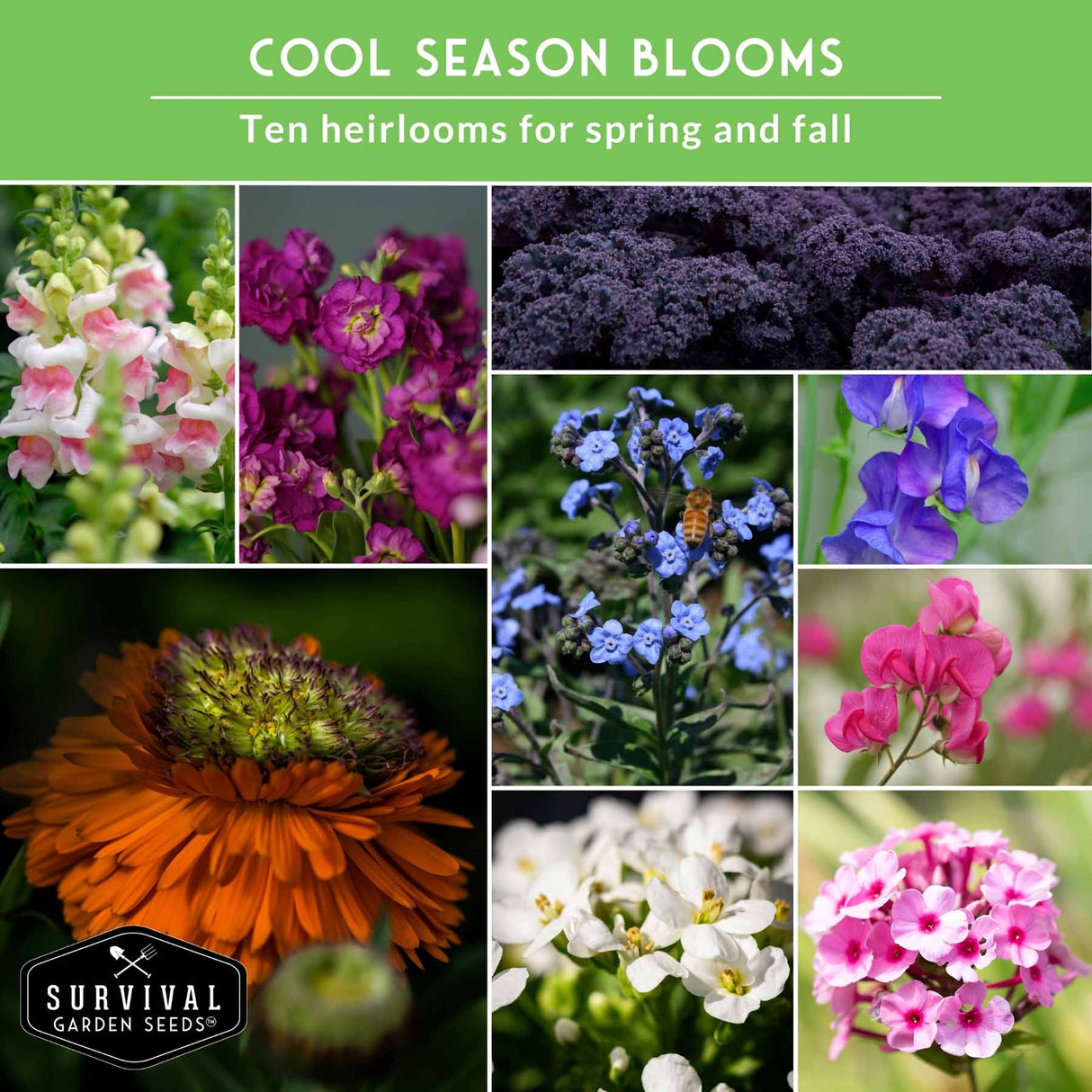 A promotional collage for 'Cool Season Blooms' by Survival Garden Seeds, featuring ten different flower varieties suitable for spring and fall. The collage includes pink snapdragons, purple flowers, dark purple kale-like foliage, blue flowers, a large orange coneflower, pink waxflowers, white flowers, and pink/purple flowers.