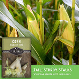 Corn seed packet for 'Hickory King' shown over a background photo of growing corn plants, with text noting tall, sturdy stalks and vigorous plants. The packet shows the Survival Garden Seeds brand.