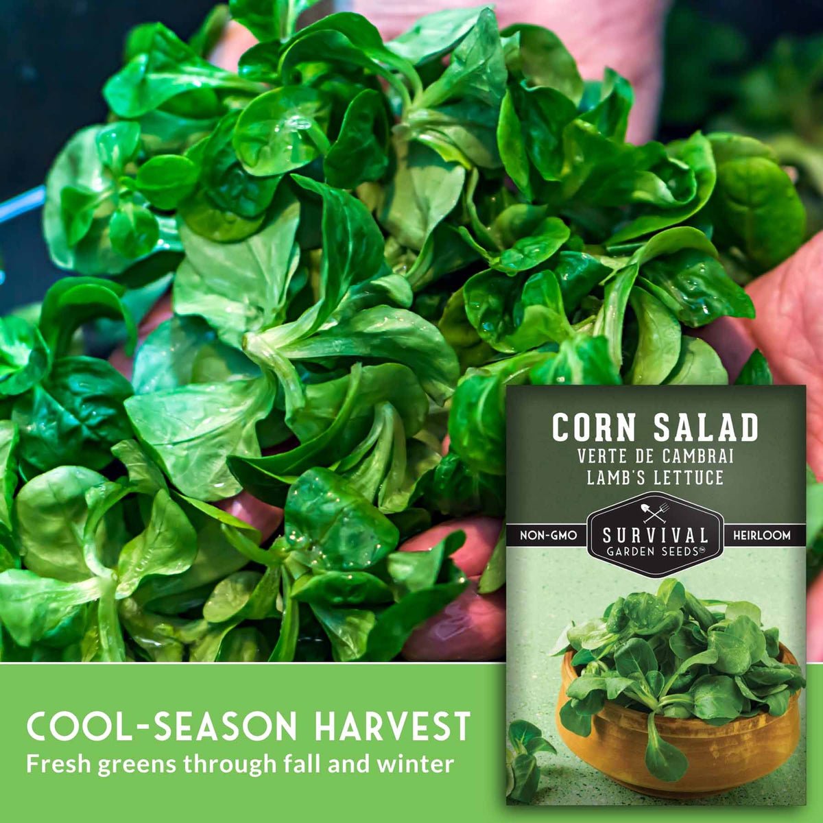 Fresh green corn salad leaves held in hands next to a seed packet labeled Survival Garden Seeds Corn Salad, with a green banner reading Cool-Season Harvest.