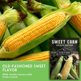 Close-up of fresh sweet corn ears with green husks and yellow kernels, plus a seed packet label reading 'Sweet Corn Golden Bantam' and 'Old-Fashioned Sweet Flavor' on a green background.