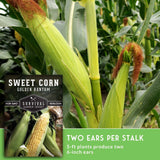 Sweet corn Golden Bantam plant in a garden, showing green cob husks and ears on a stalk, with a text overlay from Survival Garden Seeds.