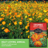 Field of orange Cosmos flowers with text that says Heat-Loving Annual