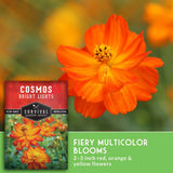 close up of a Cosmos flower with text that says Fiery Multicolor Blooms
