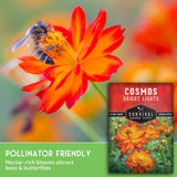 Bee on cosmos flower with text that says Pollinator Friendly