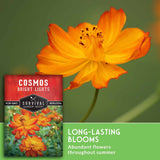 Close up of an orange cosmos flower with text that says Long-Lasting Blooms